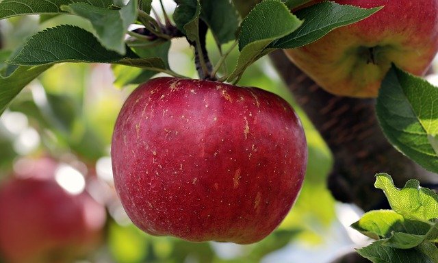 Alte historische Apfelbaumsorten in Bioqualität bei der Baumschule